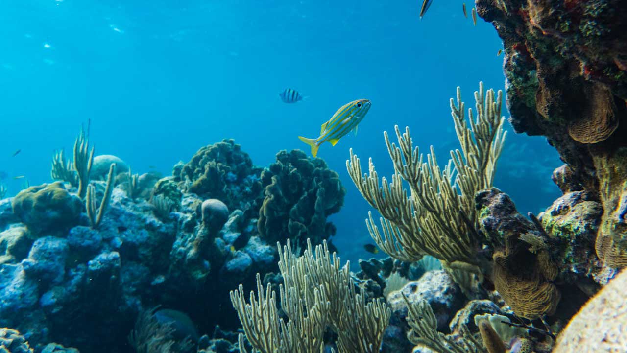 oxygen produced by phytoplankton